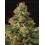 Panty Punch - Seedstockers