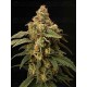 Panty Punch - Seedstockers