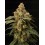 Panty Punch - Seedstockers