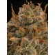 Triton Biscotto Lime - Seedstockers