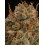 Triton Biscotto Lime - Seedstockers