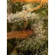 Triton Biscotto Lime - Seedstockers