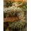 Triton Biscotto Lime - Seedstockers
