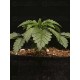 Triton Biscotto Lime - Seedstockers