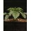 Triton Biscotto Lime - Seedstockers