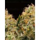 Triton Biscotto Lime - Seedstockers