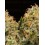 Triton Biscotto Lime - Seedstockers