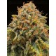 Triton Biscotto Lime - Seedstockers