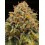 Triton Biscotto Lime - Seedstockers