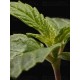Triton Biscotto Lime - Seedstockers