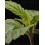Triton Biscotto Lime - Seedstockers