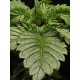 Triton Biscotto Lime - Seedstockers