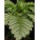 Triton Biscotto Lime - Seedstockers