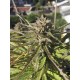 Zmäkdaun - Seedstockers