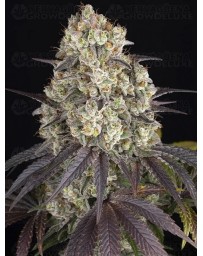 Gary Payton - Barney’s Farm