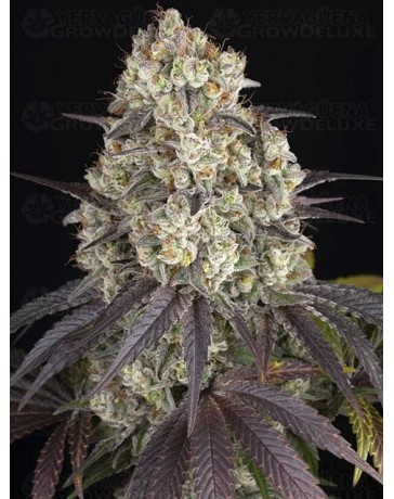 Gary Payton - Barney’s Farm