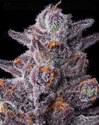 Zillions - Barney’s Farm