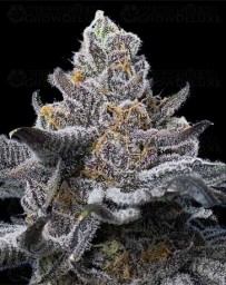 LFG - Barney’s Farm