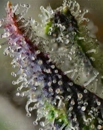 Skunk #1 - Barney’s Farm