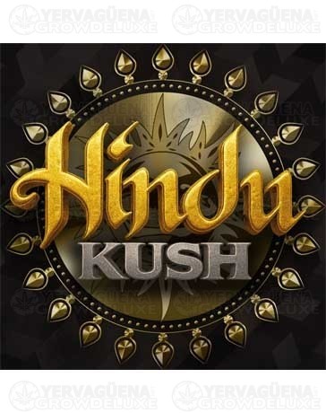 Hindu Kush - Barney’s Farm