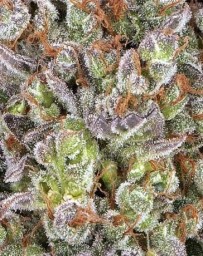 Papaya Frosting - Barney’s Farm