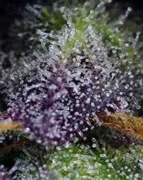 Super Boof XL Auto – Sweet Seeds