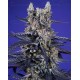 Super Boof XL Auto – Sweet Seeds