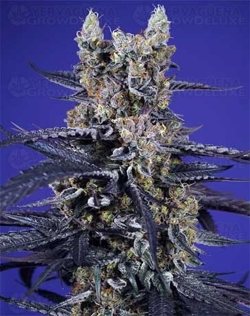 Super Boof XL Auto – Sweet Seeds