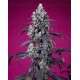 Tropicanna Cherry XL Auto – Sweet Seeds