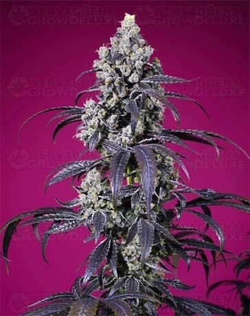 Tropicanna Cherry XL Auto – Sweet Seeds