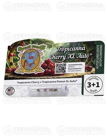 Tropicanna Cherry XL Auto – Sweet Seeds