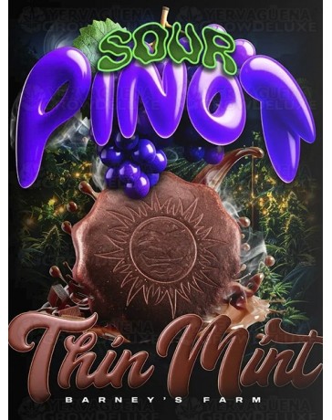 Thin Mint x Sour Pinot Auto  BARNEY'S FARM