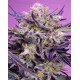 Pink Guava F1 Fast Version - Sweet Seeds