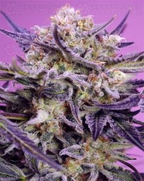 Pink Guava F1 Fast Version - Sweet Seeds