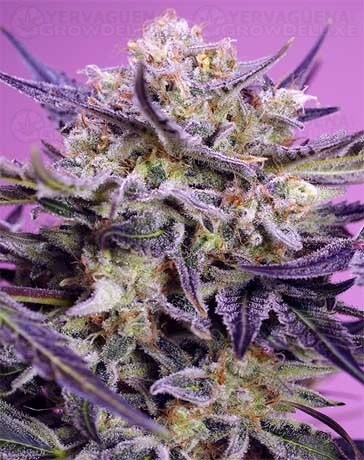 Pink Guava F1 Fast Version - Sweet Seeds