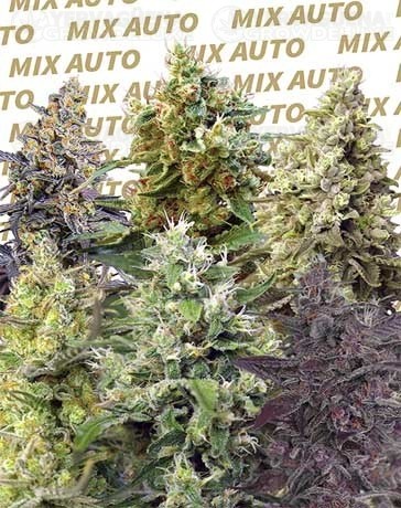 Delicious Resinous Mix Auto - Sweet Seeds