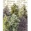 Delicious Resinous Mix Auto - Sweet Seeds