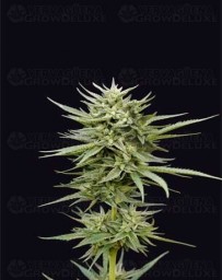 Euskal Mandarina - Genehtik Seeds