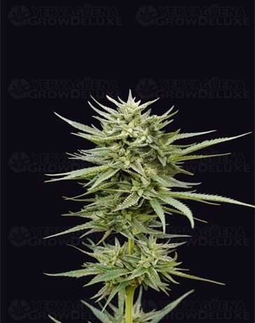 Euskal Mandarina - Genehtik Seeds