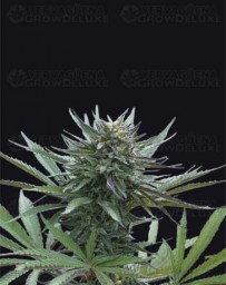 Girl Scout Cookies - Genehtik