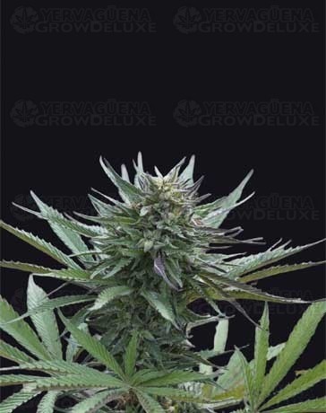 Girl Scout Cookies - Genehtik