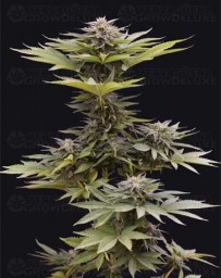 Karamelua Bilbo - Genehtik