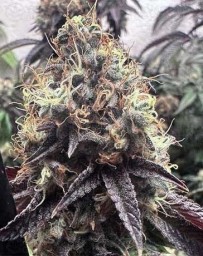 Bilbo Pound Cake - Genehtik Seeds