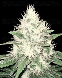 Tahoe Bilbo - Genehtik