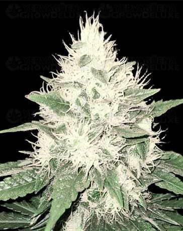 Tahoe Bilbo - Genehtik