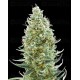 Amnesia Fast - Advanced Seeds