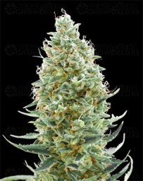 Amnesia Fast - Advanced Seeds