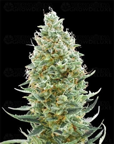 Amnesia Fast - Advanced Seeds