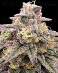 Animal Zookies - Advanced Seeds