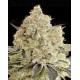 Apple Fritter - Advanced Seeds